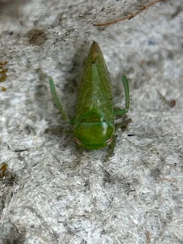 Penestragania alabamensis