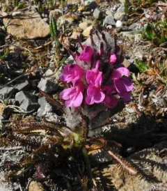 Woolly Lousewort thumbnail 4
