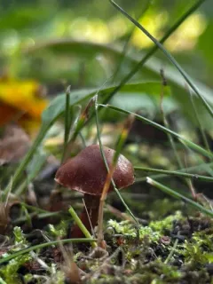 Cortinarius brunneus thumbnail 4