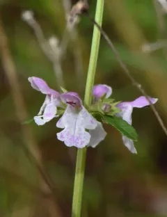 Hyssop-leaved Hedge-nettle thumbnail 3