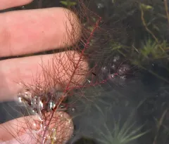 Low Water-milfoil thumbnail 2