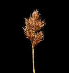 Orono sedge thumbnail 3