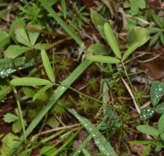 Narrow-leaved Bush Clover thumbnail 4