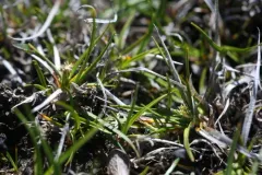 Rocky Shore Sedge thumbnail 2