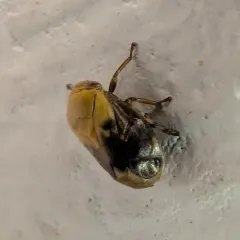 Pecan spittlebug thumbnail 3