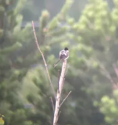 Fork-tailed Flycatcher thumbnail 4