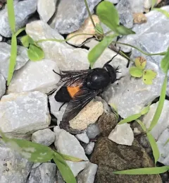 Hybomitra cincta thumbnail 4