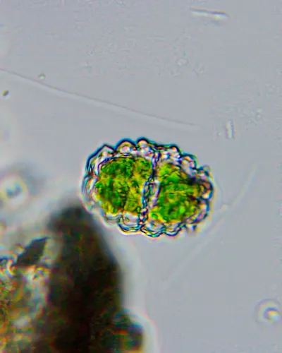 Euastrum bidentatum