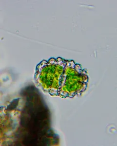 Euastrum bidentatum thumbnail 1