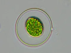 Asterococcus superbus thumbnail 4