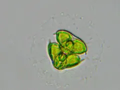 Staurodesmus dickiei thumbnail 3