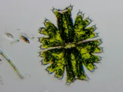 Micrasterias brachyptera thumbnail 3