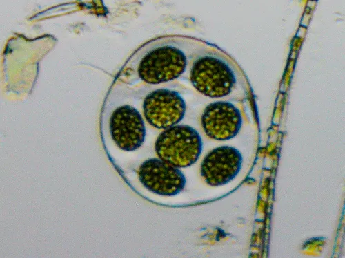 Asterococcus limneticus