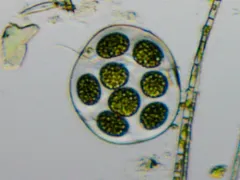 Asterococcus limneticus thumbnail 1