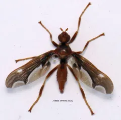 Waved Light Fly thumbnail 4