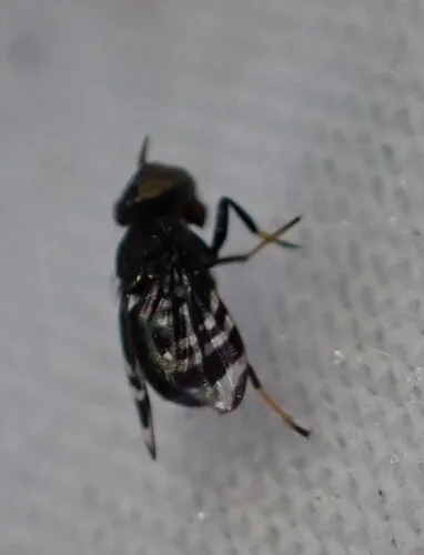 Amphicnephes fasciola