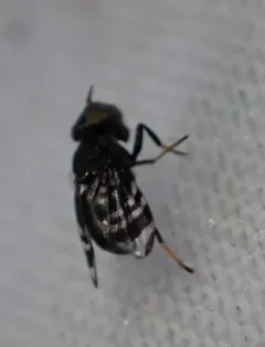 Amphicnephes fasciola thumbnail 1
