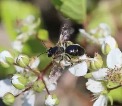 Nude Mining Bee thumbnail 2