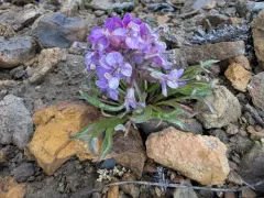 Pallas' Wallflower thumbnail 4