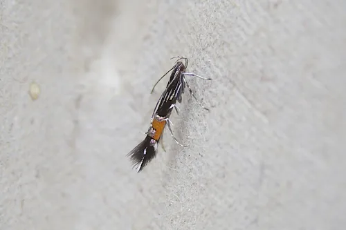 Cosmopterix montisella