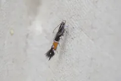 Cosmopterix montisella thumbnail 1