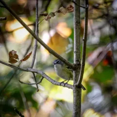 Blue-headed Vireo thumbnail 3
