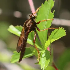 Butterflyhunter thumbnail 1