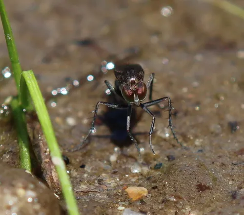 Tachytrechus protervus
