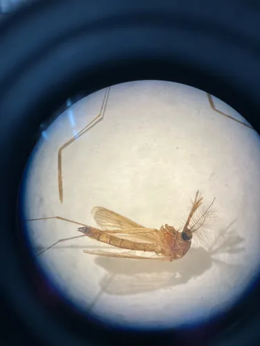 Minnesota winter mosquito
