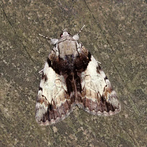 Hawthorn Underwing Moth
