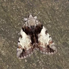 Hawthorn Underwing Moth thumbnail 1