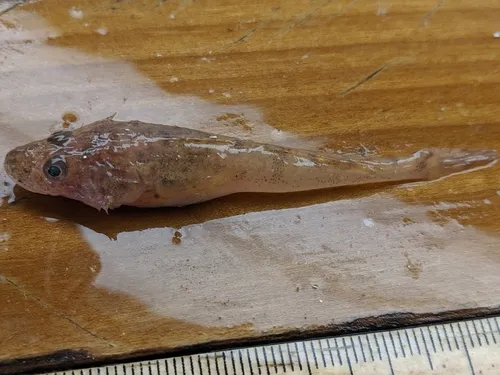 Deepwater Sculpin