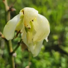 Weak-leaf Yucca thumbnail 3