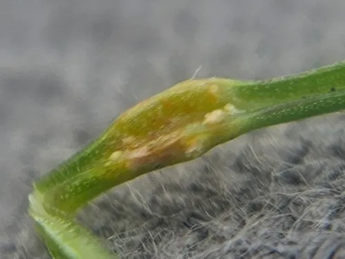 Uromyces lineolatus