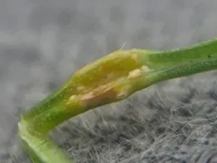 Uromyces lineolatus thumbnail 1