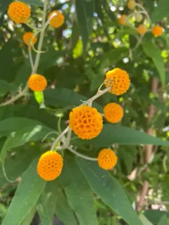 Orange-ball tree thumbnail 3