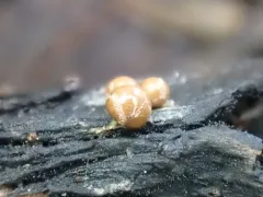 Prototrichia metallica thumbnail 3