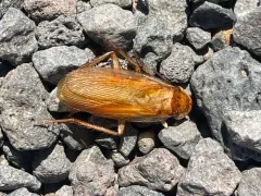 Turkestan Cockroach thumbnail 3