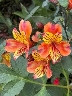 Peruvian Lily thumbnail 2