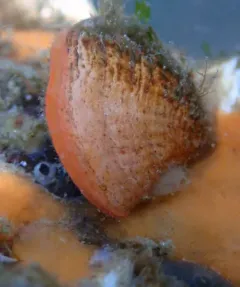 North Pacific Lampshell thumbnail 3
