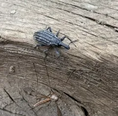 Lepyrus gemellus thumbnail 4