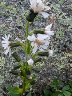 alpine rattlesnake root thumbnail 2