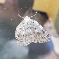 Autumnal Moth thumbnail 4
