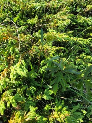 Mt. Albert goldenrod