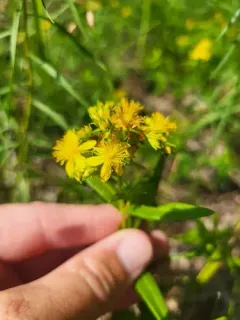 creeping St. John's-wort thumbnail 3