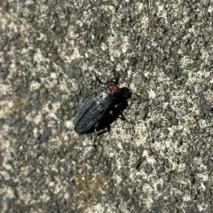 Pink-faced jewel beetle thumbnail 4