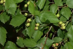 Stone's Hawthorn thumbnail 2