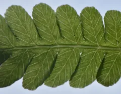 Massachusetts fern thumbnail 2