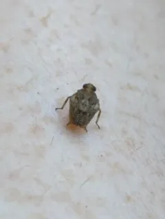Issus coleoptratus thumbnail 3