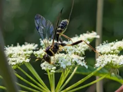 Spilopteron formosum thumbnail 4
